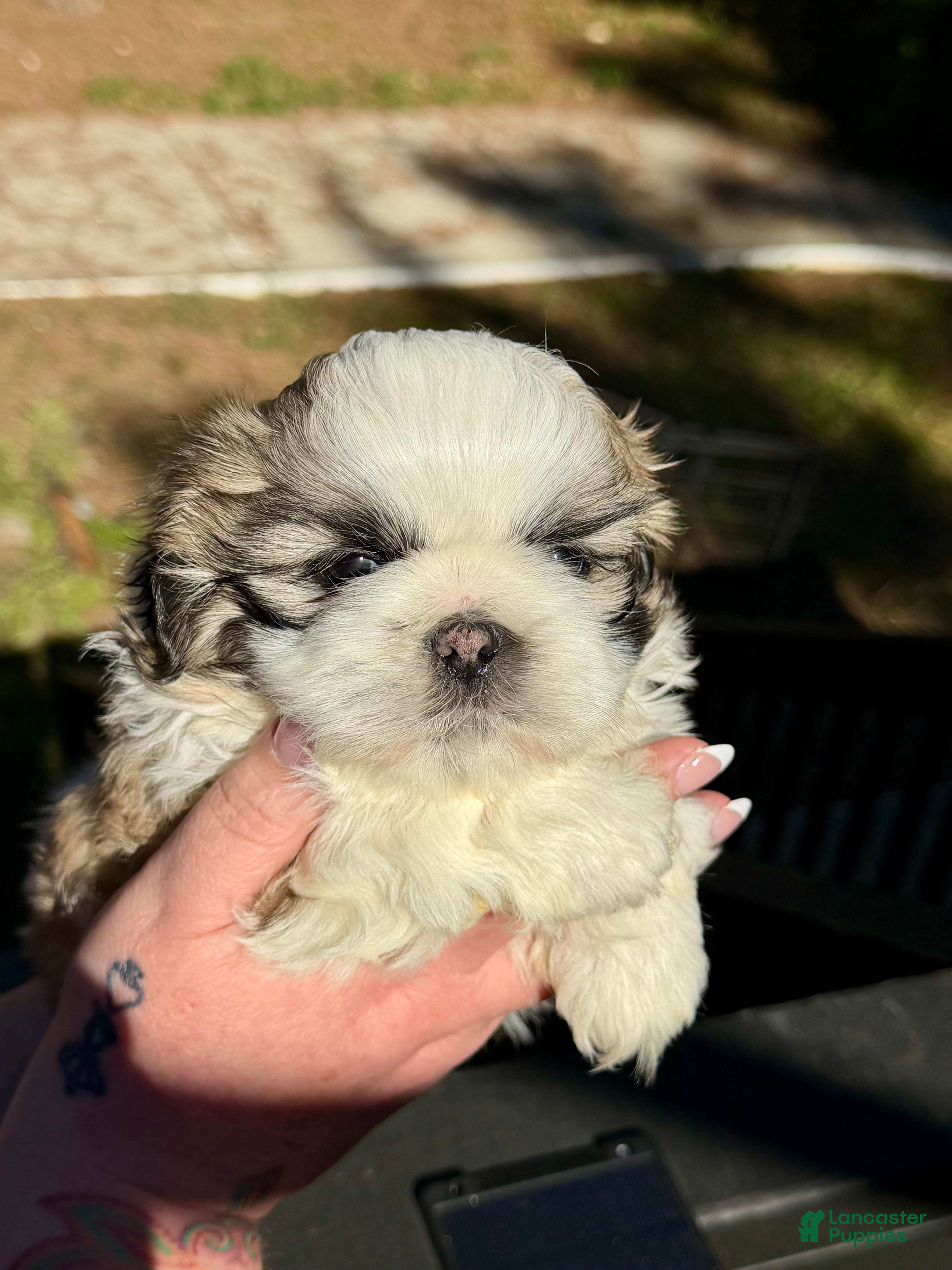 Shih Tzu dogs Prince Teddy  - Ad 1
