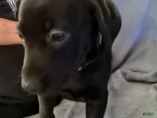 Mixed Breed dogs Mixed Breed Puppy 4 - Ad 36