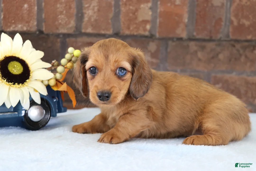 Dachshund dogs for sale: Sammy - Ad 4