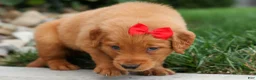 Golden Retriever dogs for sale: Quinton💙 - Ad 6