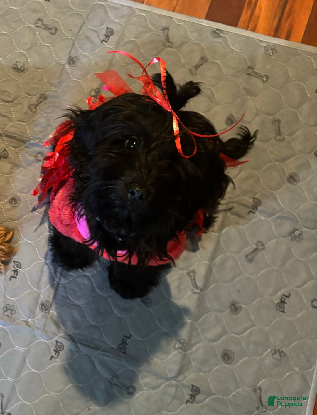 Cockapoo dogs for sale: Nacho - Ad 4