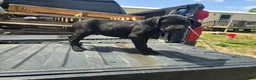 Cane Corso dogs for sale: Blue - Ad 2