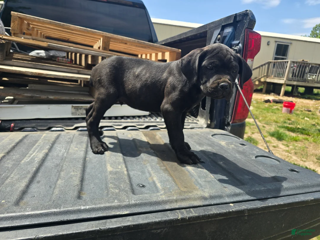 Cane Corso dogs for sale: Blue - Ad 2