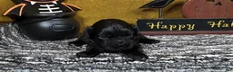 Pekapoo dogs for sale: Pekapoo 2 - Ad 3