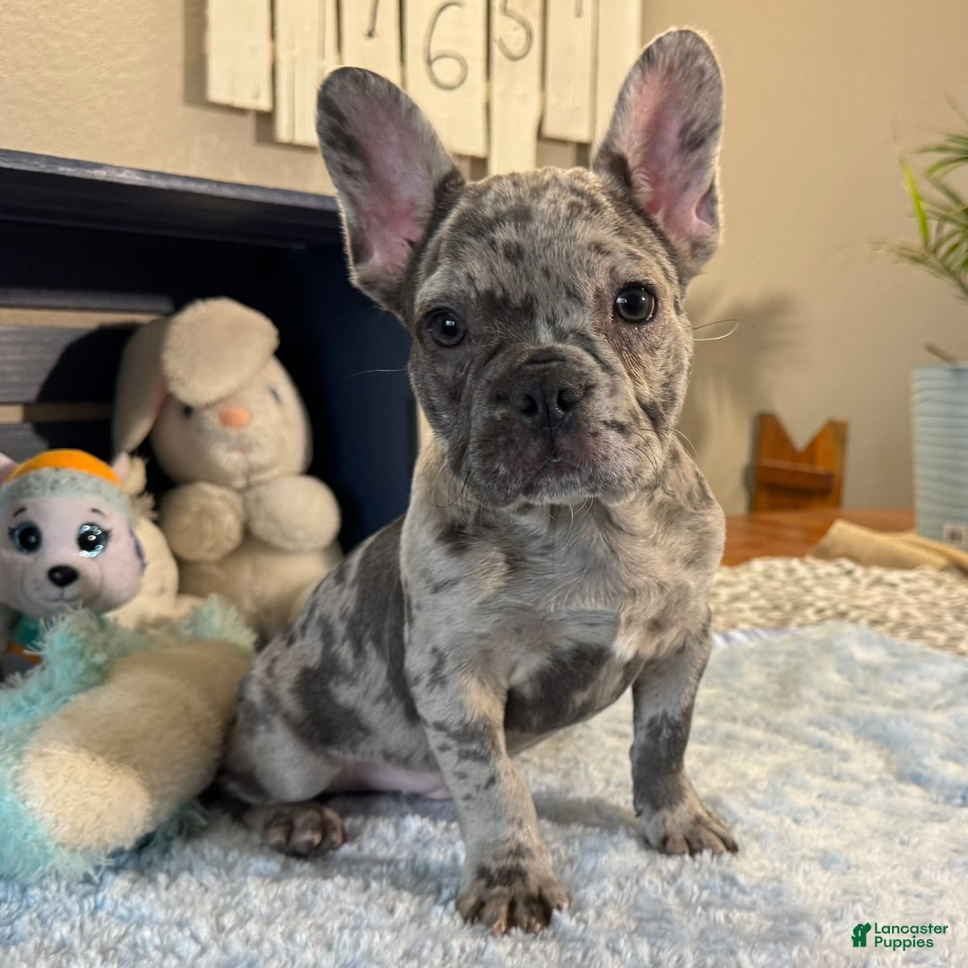 French Bulldog dogs for sale: Calvin - Ad 2