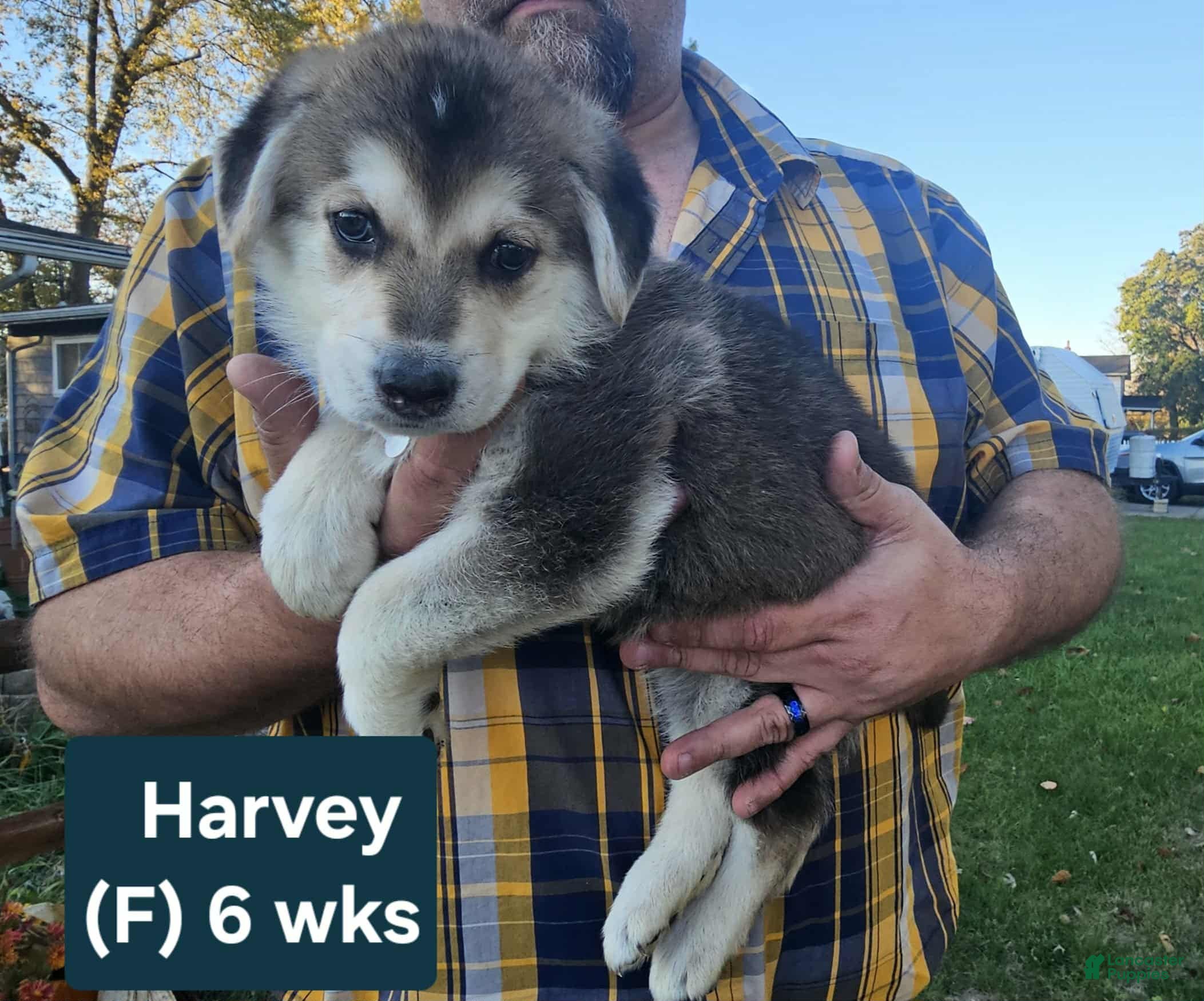 Siberian Husky Puppies for sale Lancaster Puppies