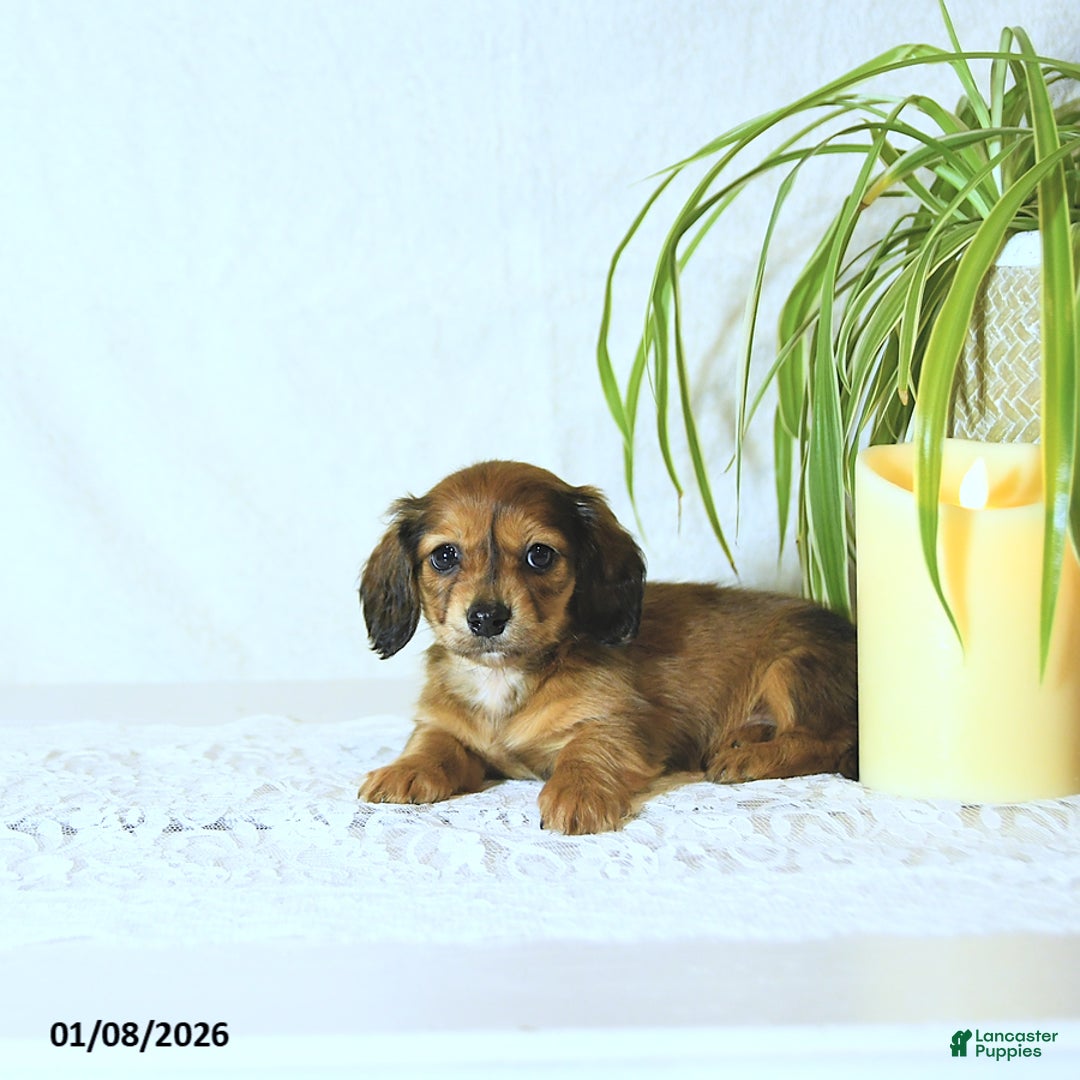 Miniature Dachshund dogs for sale: Twila - Ad 1