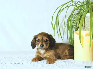 Miniature Dachshund dogs Twila - Ad 22
