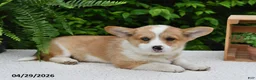 Welsh Corgi Pembroke dogs for sale: Cheri - Ad 5