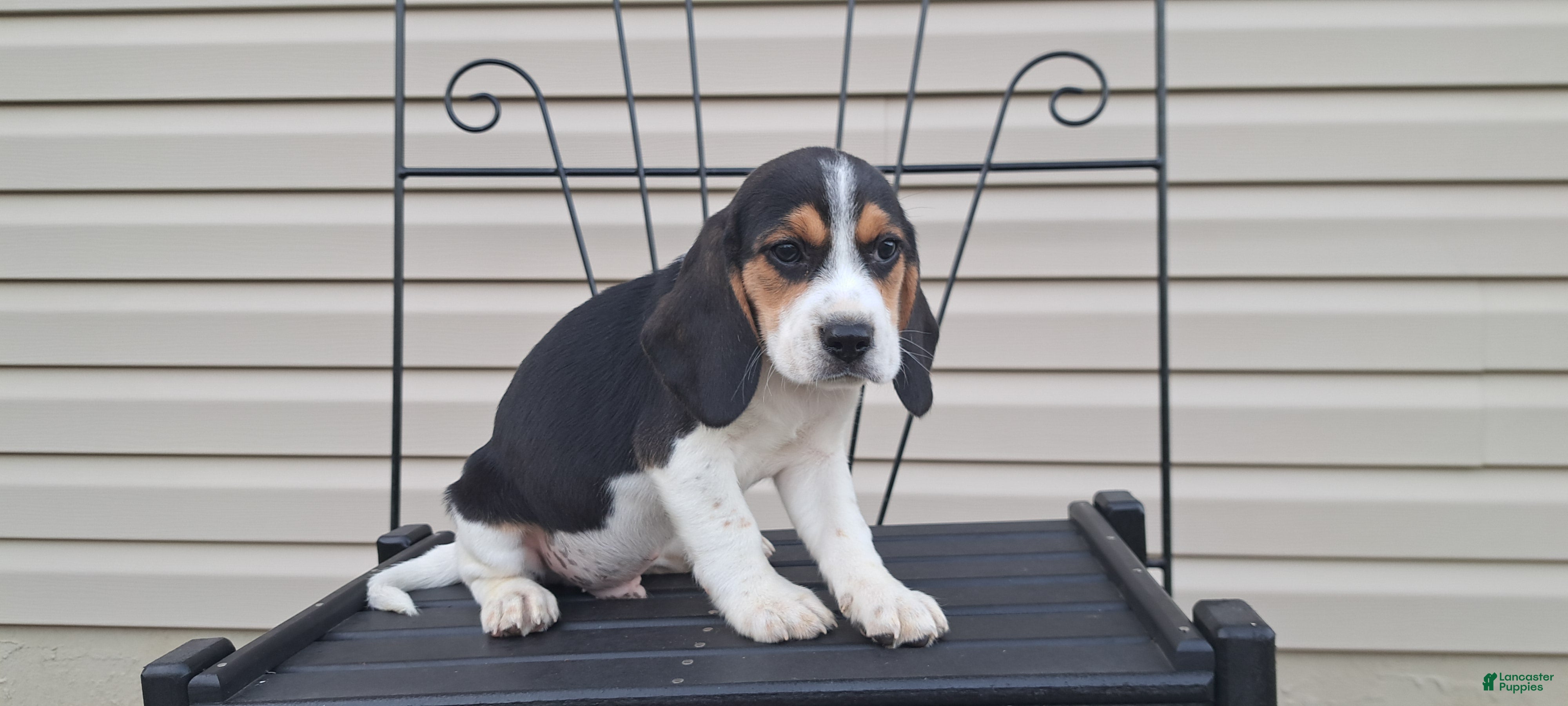 Beagle dogs DUKE - Ad 2