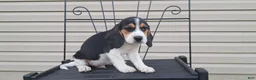 Beagle dogs for sale: DUKE - Ad 2