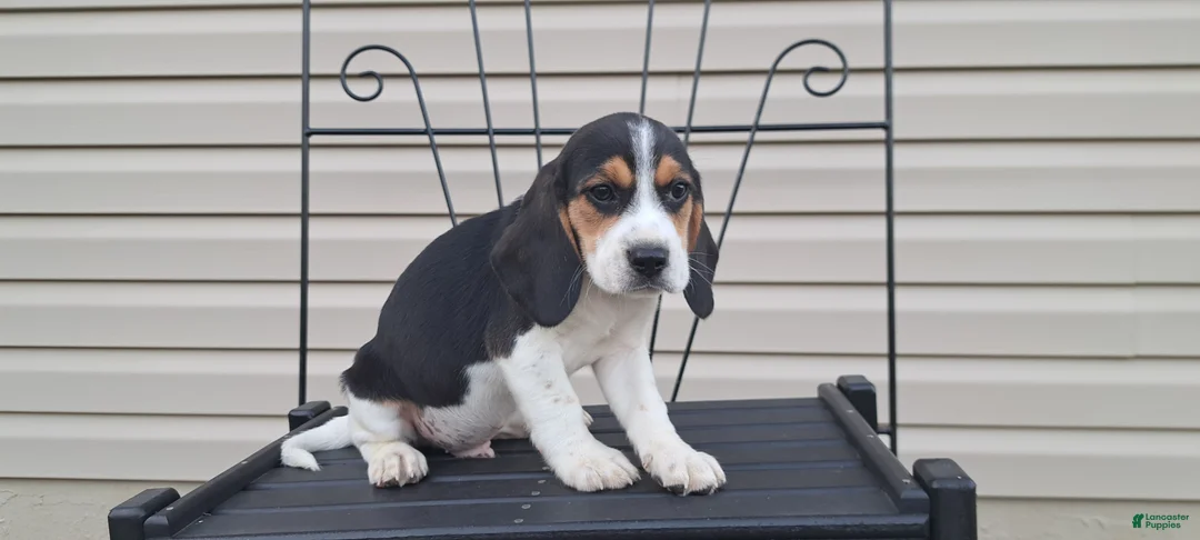 Beagle dogs for sale: DUKE - Ad 2