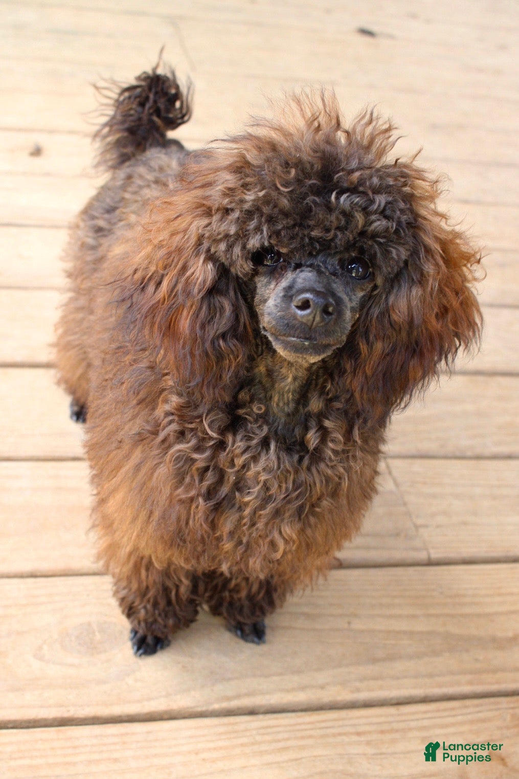 Toy Poodle dogs Barracuda (Cuda)  - Ad 2