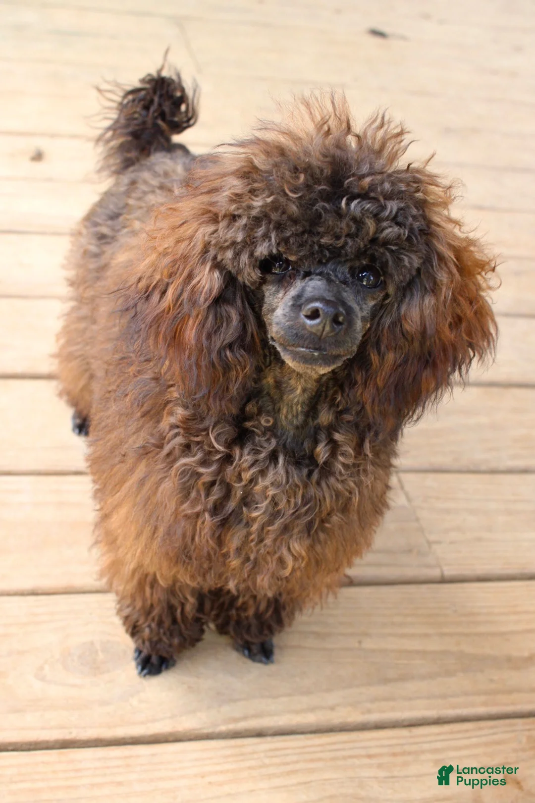 Toy Poodle dogs for sale: Barracuda (Cuda)  - Ad 2