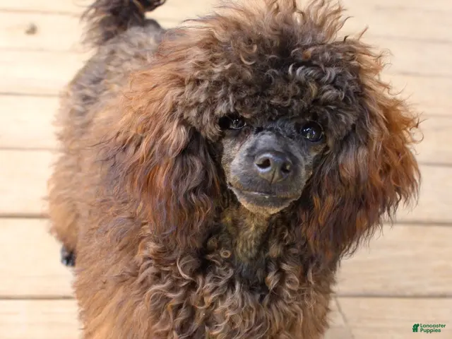 Toy Poodle dogs for sale: Barracuda (Cuda) - Ad 2