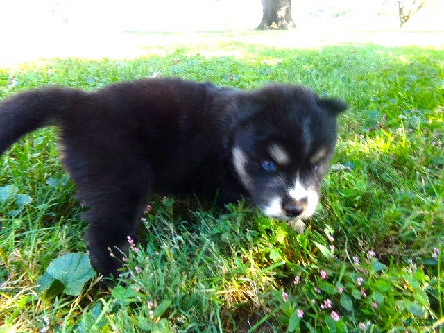 Siberian Husky dogs for sale: Siberian Husky female #2 - Ad 2