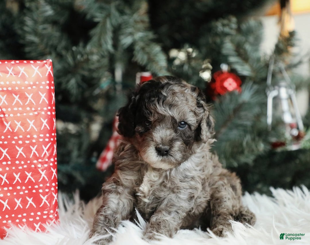 Mini Aussiedoodle dogs for sale: Canyon - Ad 4