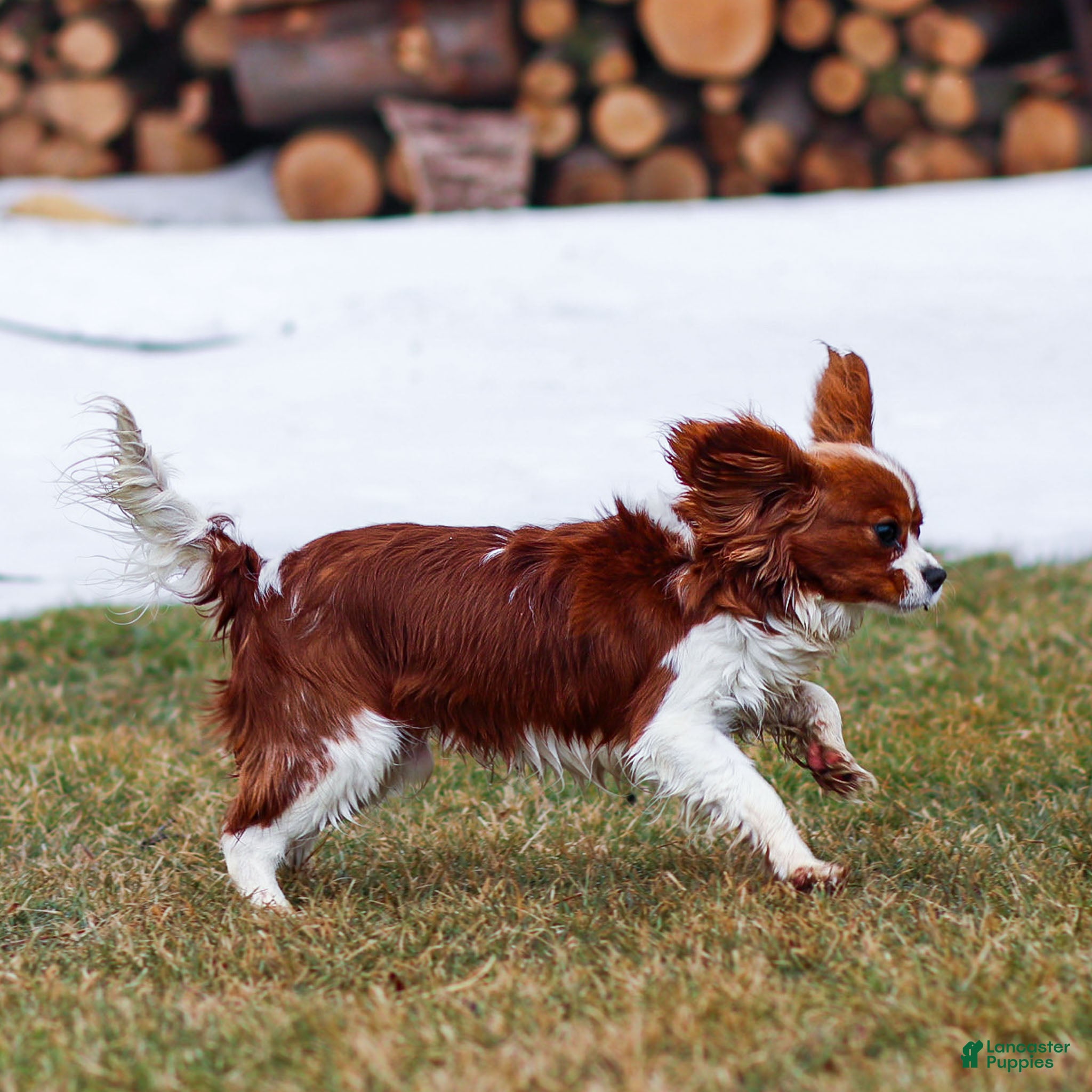 Cavalier King Charles Spaniel dogs Teddy - Ad 2