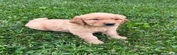 Golden Retriever dogs for sale: Bella - Ad 4