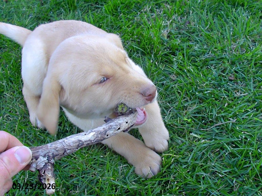 Labrador Retriever dogs Bridget - Ad 2