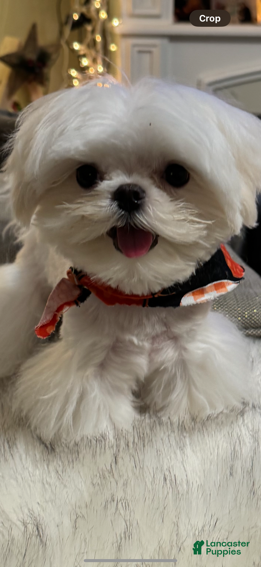 Maltese dogs for sale: Maltese Puppy 1 - Ad 1