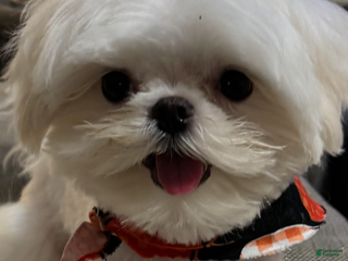 Maltese dogs Maltese Puppy 1 - Ad 23