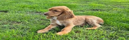Cocker Spaniel dogs for sale: Autumn - Ad 4