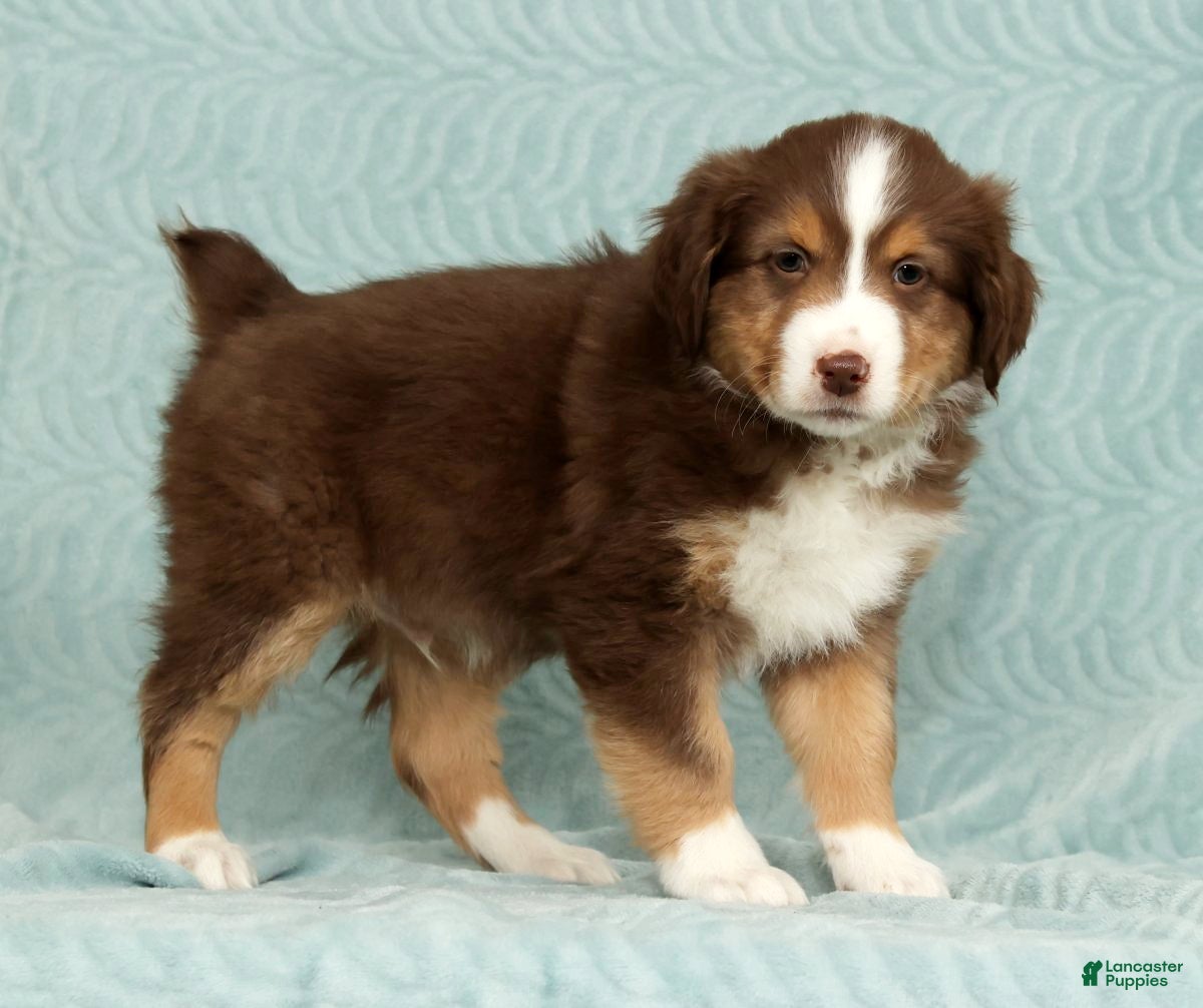 Australian Shepherd dogs Ronnie - Ad 6