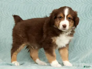 Australian Shepherd dogs Ronnie - Ad 6