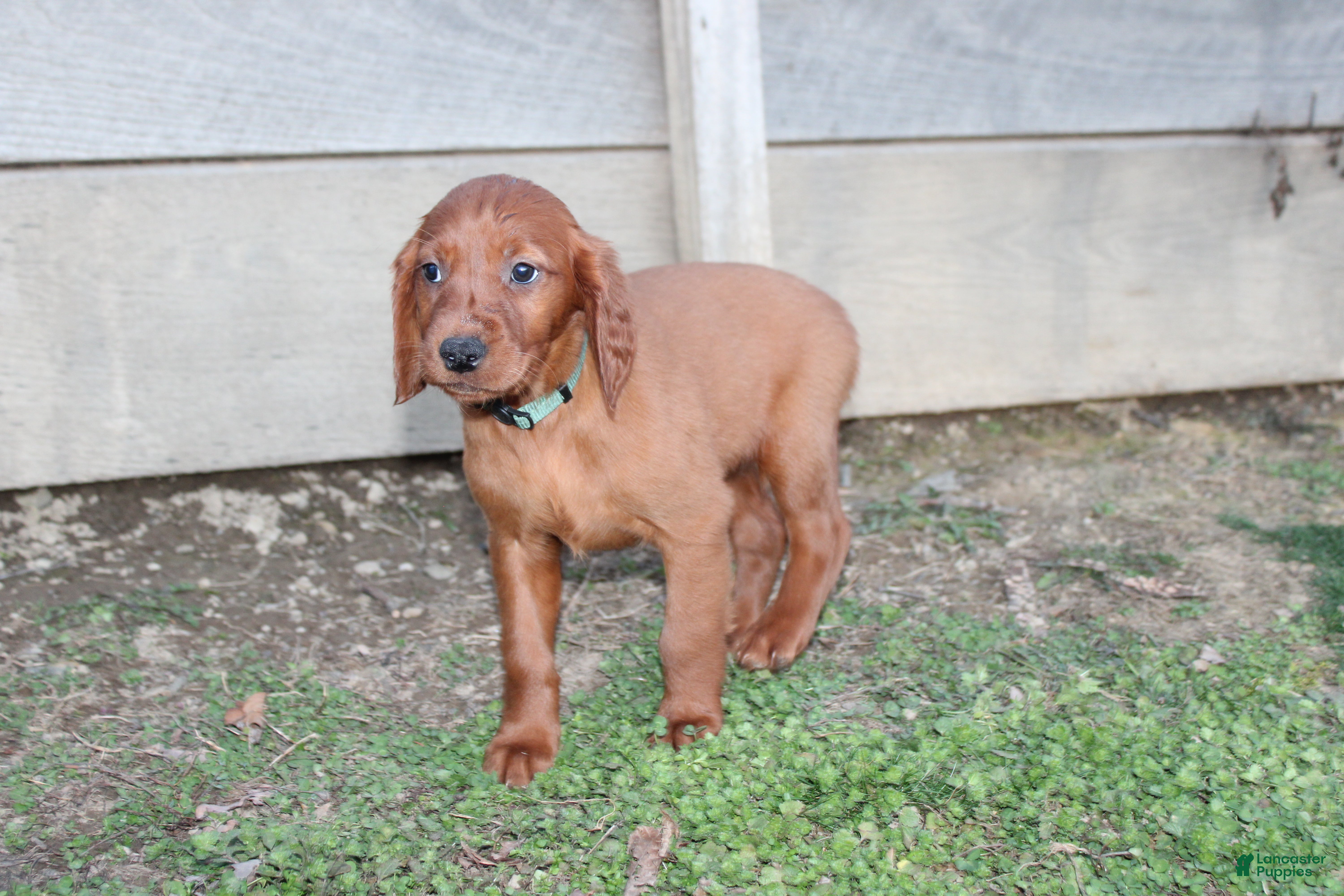 Mixed Breed dogs Mixed Breed Puppy 5 - Ad 1
