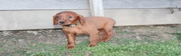 Mixed Breed dogs for sale: Mixed Breed Puppy 5 - Ad 1