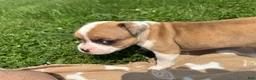Frenchton dogs for sale: Zotz - Ad 6