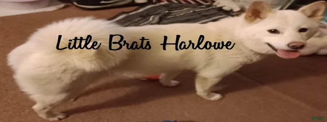 Harlowe
