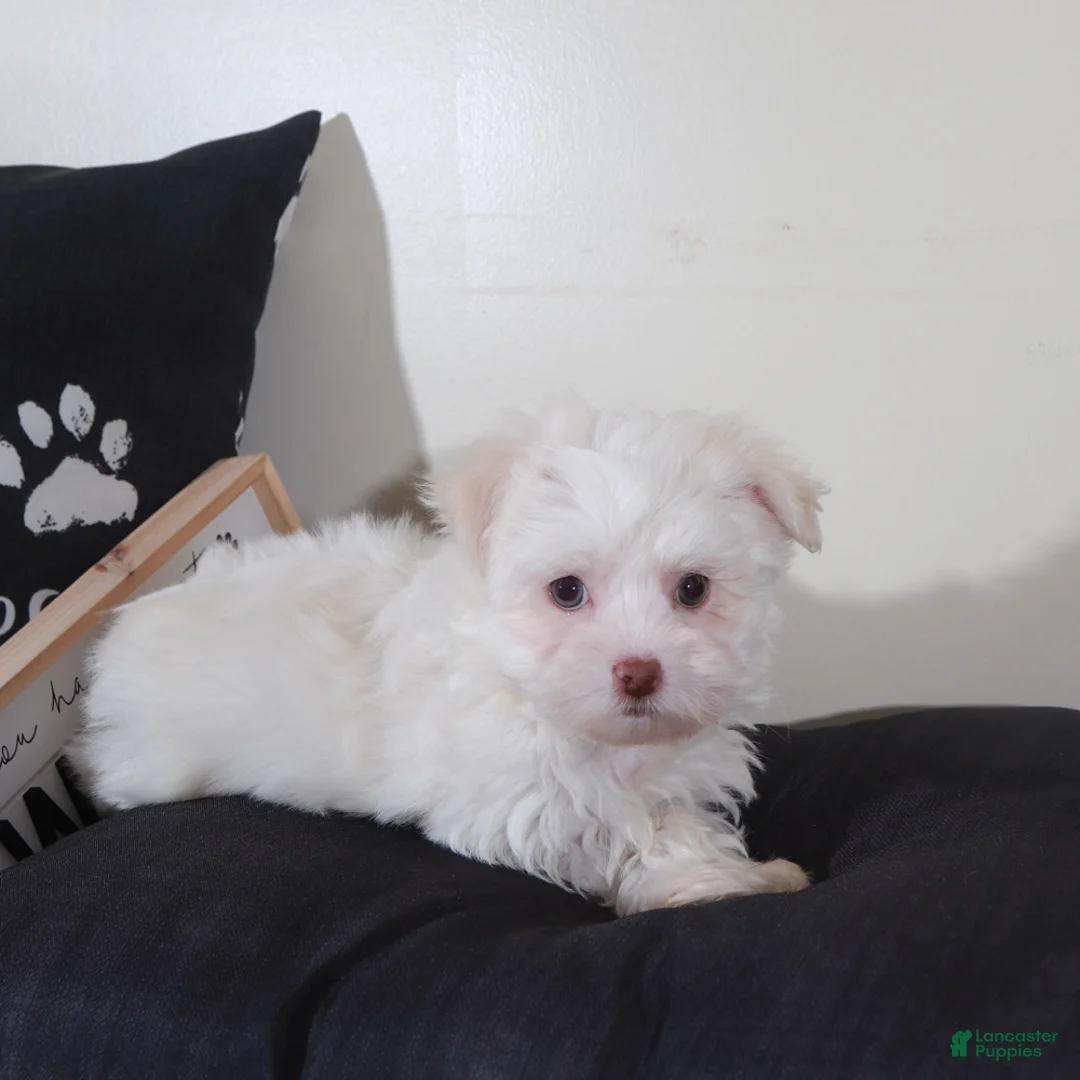 Havanese dogs for sale: Havanese Puppy Stormy - Ad 5