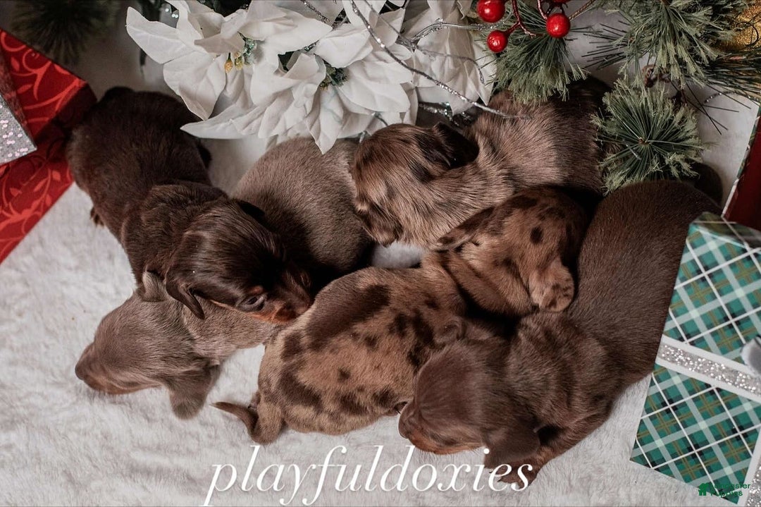 Miniature Dachshund dogs for sale: Ravioli's Chocolate & Tan Girl - Ad 11