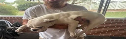 Mixed Breed dogs for sale: Meatball  - Ad 2