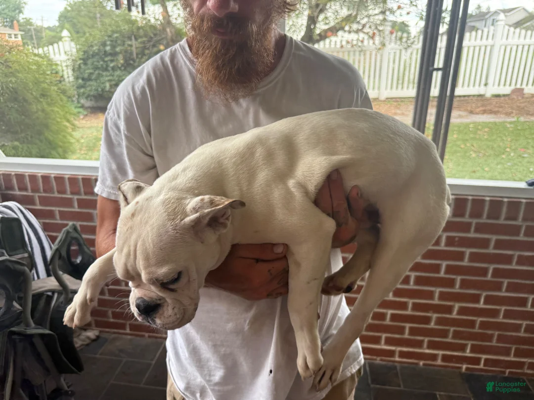 Mixed Breed dogs for sale: Meatball  - Ad 2