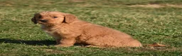 Golden Retriever dogs for sale: Bingo    Genetic/OFA - Ad 13