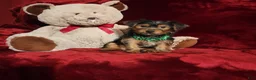 Yorkshire Terrier dogs for sale: BRODY - Ad 3