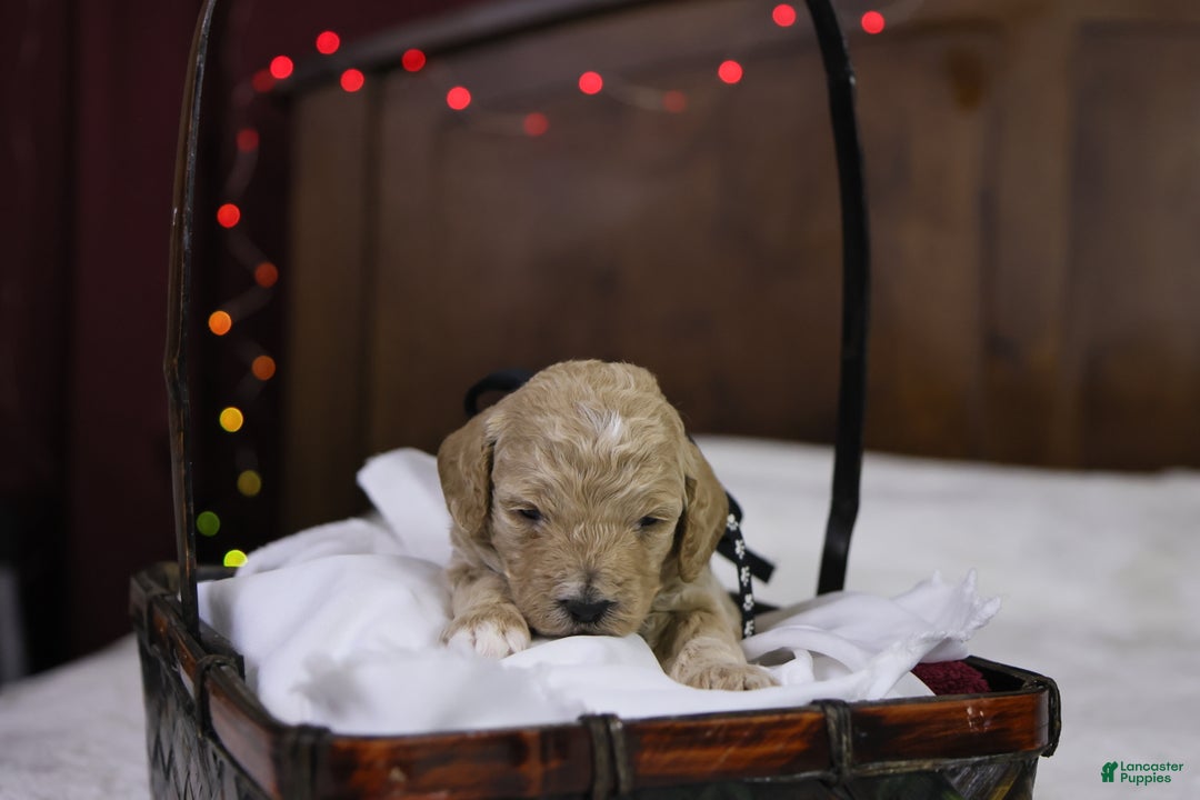 Goldendoodle dogs for sale: Charlie - Ad 1