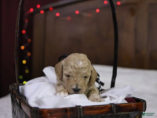 Goldendoodle dogs Charlie - Ad 16