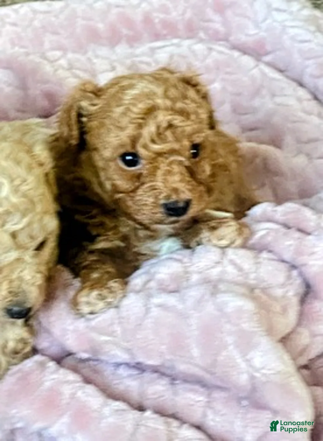 Toy Poodle dogs for sale: LITTLE ARCHIE - Ad 3