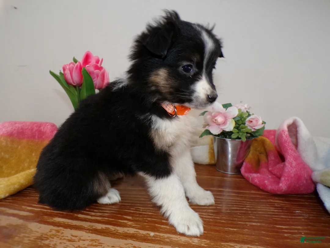 Mini Aussiedoodle dogs for sale: Mini Aussiedoodle Puppy 2 Jasmine - Ad 2