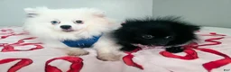 Pomeranian dogs for sale: Berry  - Ad 3