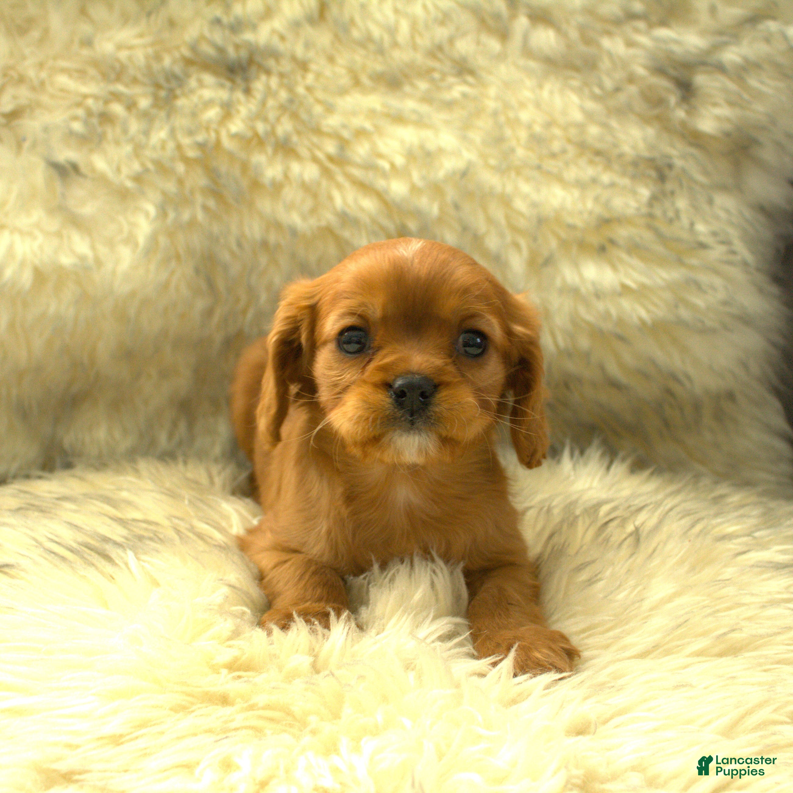 Cavalier King Charles Spaniel dogs Paul - Ad 6
