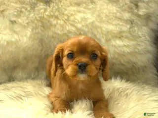 Cavalier King Charles Spaniel dogs Paul - Ad 15