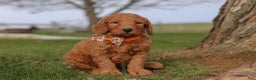 Goldendoodle dogs for sale: Fruitcake - Ad 2