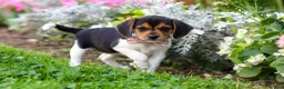 Beagle dogs for sale: Paisley - Ad 1