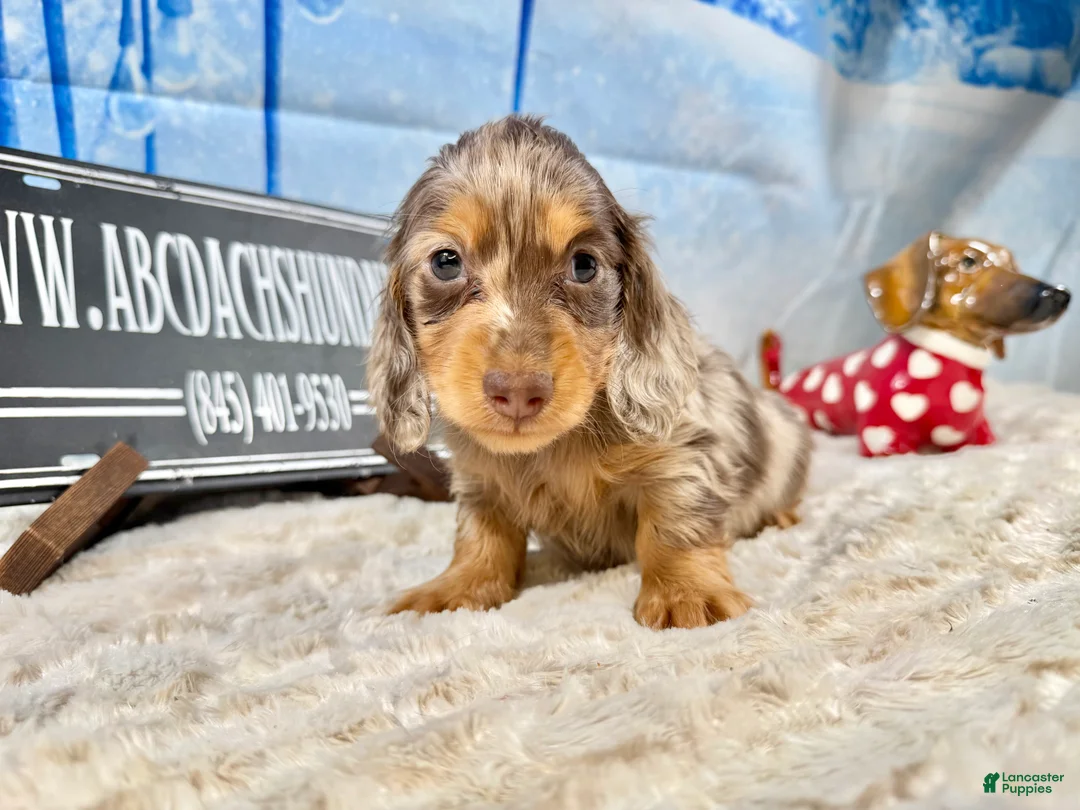 Dachshund dogs for sale: Uno chocolate dapple boy - Ad 1