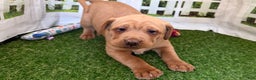 Mixed Breed dogs for sale: Mixed Breed Puppy 3 - Ad 10